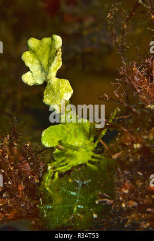 Halimeda-Spinnenkrabbe (Huenia heraldica), Walindi, Papua Neu Guinea | Halimeda grancevola (Huenia heraldica), Walindi, Papua Nuova Guinea Foto Stock