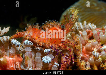 Gamberi in marmo (Saron marmoratus), Witu, West New Britain, Papua Nuova Guinea, Oceano Pacifico Foto Stock