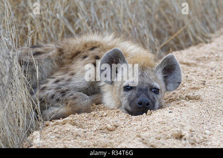 Avvistato iena o ridere iena (Crocuta crocuta), cub, giacente sul bordo di una strada sterrata, mezzo addormentato, Kruger National Park, Sud Africa e Africa Foto Stock