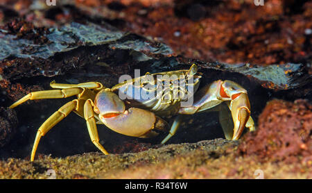 Il Malawi granchio blu (Potamonautes orbitospinus), endemica in Malawi il Lago Malawi, Africa orientale, Africa Foto Stock