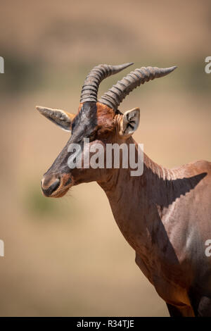 Close-up di topi maschi in piedi di Savannah Foto Stock