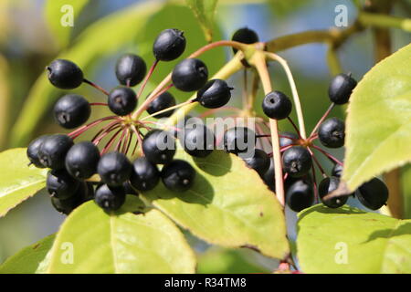 Eleutherococcus senticosus Foto Stock