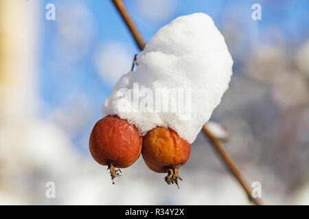 Frutti di bosco invernale ricoperto di neve su un albero Foto Stock