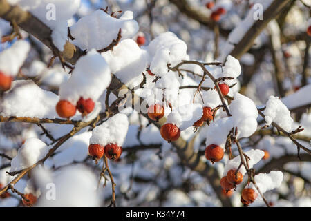 Frutti di bosco invernale ricoperto di neve su un albero Foto Stock