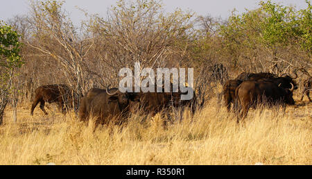 Bufali sul veld Foto Stock