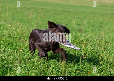 Cane da caccia al lavoro Foto Stock