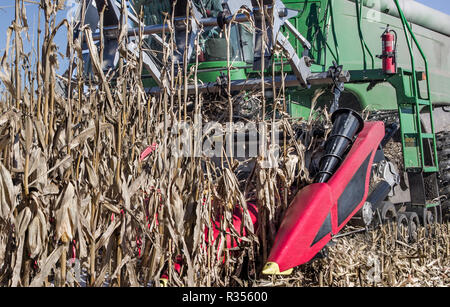 Raccolta del mais: grandi bracci meccanici raccogliere di stocchi di mais durante la raccolta autunnale in una fattoria nel sud del Wisconsin. Foto Stock