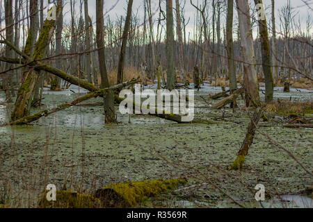 Gli alberi morti nella zona umida della palude in Poratz Uckermark Brandenburg Germania Foto Stock