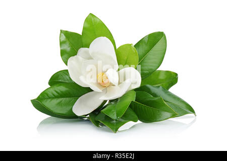 Fiore di Magnolia con foglie isolati su sfondo bianco Foto Stock