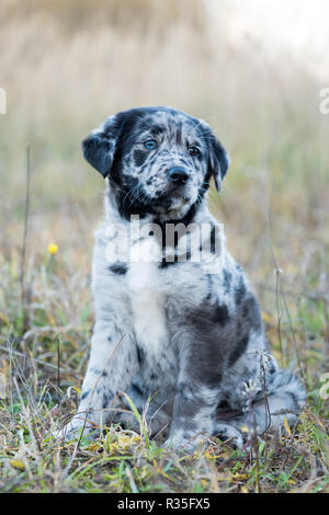 Simpatico Labrador cucciolo di cane con diversi colori di occhi Foto Stock