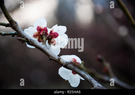 Fioritura giapponese fiori di susina Foto Stock