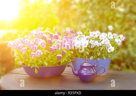Viola, viola e blu pansy Fiori in 3 differenti pentole su un balcone tavola in condizioni di luce solare intensa, copia dello spazio, modello di sfondo Foto Stock