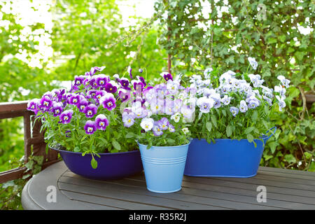 Viola, blu e viola pansy fiori in due pentole e una ciotola su un balcone in legno tavolo in primavera, copia o lo spazio di testo Foto Stock