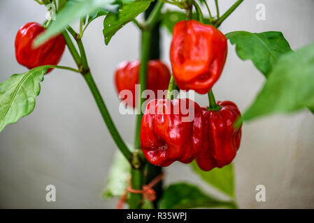 Red hot chili pepper habanero red caraibi su un impianto. capsicum chinense peperoni in una pianta verde con foglie nel giardino di casa o un'azienda. Foto Stock