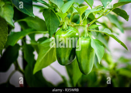 Green mature peperoncino jalapeno peperoncino su un impianto. Il capsicum anuume peperoni dai Caraibi o Messico su una pianta verde con foglie nel giardino di casa o un lontano Foto Stock