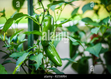 Green mature peperoncino jalapeno peperoncino su un impianto. Il capsicum anuume peperoni dai Caraibi o Messico su una pianta verde con foglie nel giardino di casa o un lontano Foto Stock