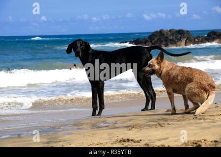 Felice Cani giocando in spiaggia Foto Stock