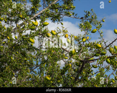 I dadi di Argan (Sapotaceae, Argania spinosa) growng sul verde ramo di albero in Marocco Foto Stock