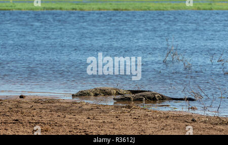 Appoggio coccodrillo del Nilo sulla banca del fiume di Chobe River, Safari Botswana - LA FAUNA Foto Stock