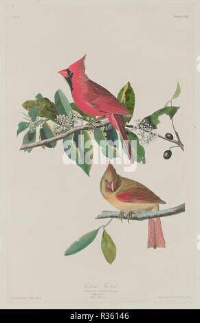 Il Cardinale Grosbeak. Data: 1833. Dimensioni: piastra: 49,2 x 31,1 cm (19 3/8 x 12 1/4 in.) foglio: 99,7 x 67,3 cm (39 1/4 x 26 1/2 in.). Medium: colorate a mano di attacco e acquatinta su carta Whatman. Museo: National Gallery of Art di Washington DC. Autore: Robert Havell dopo John James Audubon. Foto Stock