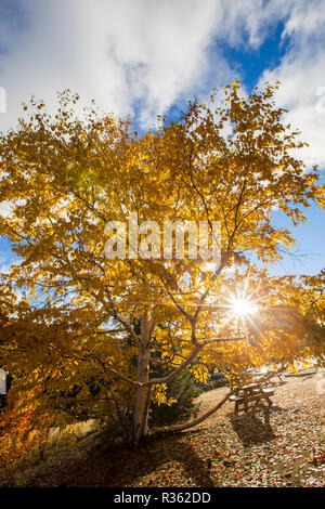 Betula papyrifera (carta betulla, noto anche come white birch e canoa betulla) in autunno sunrise Foto Stock