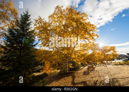 Betula papyrifera (carta betulla, noto anche come white birch e canoa betulla) in autunno sunrise Foto Stock