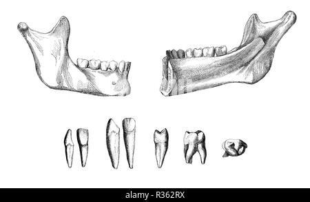 Vintage illustrazione di anatomia, la parte destra inferiore della mascella, esterno e vista interna con denti permanenti e serie di denti Foto Stock