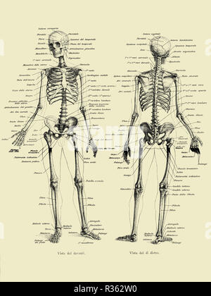 Illustrazione vintage di anatomia umana osso completa struttura scheletrica fronte e retro con italiano descrizioni anatomiche Foto Stock