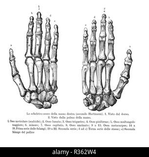 Vintage illustrazione di anatomia, mano destra le ossa, indietro e palm vista con italiano descrizioni anatomiche Foto Stock