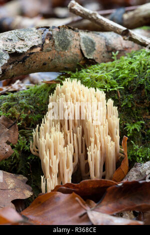 Montante Coral funghi Ramaria stricta, crescente tra figliata di foglia e legno morto nel tardo autunno in un misto di latifoglie e conifere bosco 2014. Nuovo Fo Foto Stock