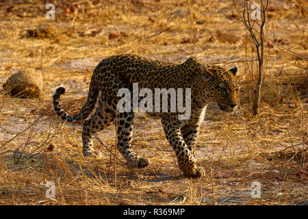 African Leopard uno dei cinque grandi Foto Stock