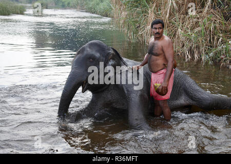 Elephant la balneazione nel fiume del Periyar, Foto Stock