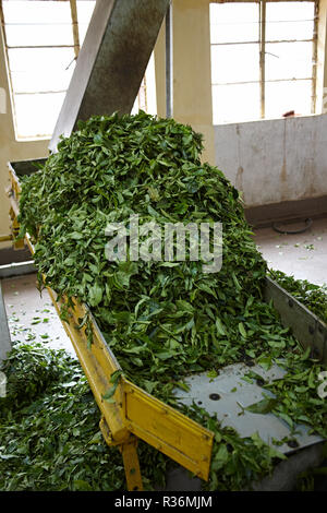 Fabbrica di tè in Kerala, India Foto Stock