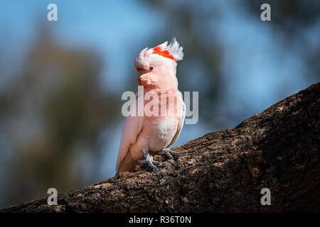 Una rara Rosa Cacatua (major Mitchell cacatua) seduto in un deserto di rovere. Foto Stock