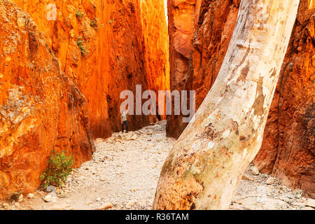 Persona in piedi tra l'incandescente pareti di roccia di Standley Chasm. Foto Stock