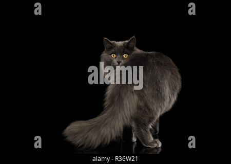 Peloso gatto grigio in piedi e guardando indietro, spiata da coda isolato su sfondo nero Foto Stock