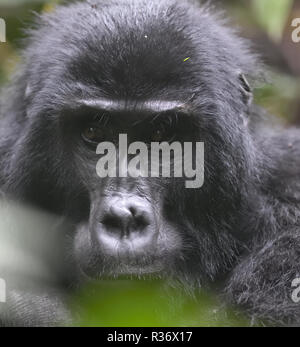 Ritratto di un maschio silverback gorilla di montagna (Gorilla beringei beringei) gode di una dolce merenda. Circa mille mountain rimangono in Uganda, Ruanda e Foto Stock