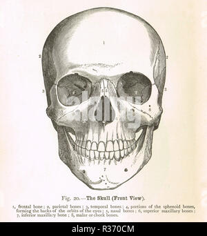 Cranio umano, vista frontale. Un xix secolo illustrazione Foto Stock