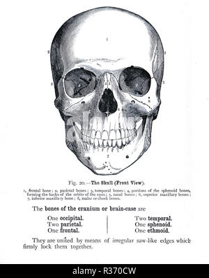 Cranio umano, vista frontale. Un xix secolo illustrazione Foto Stock