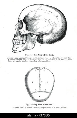 Vista laterale e dall'alto di un teschio umano. Un xix secolo illustrazione Foto Stock