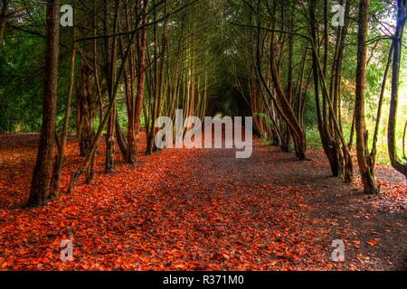 Apley boschi in TELFORD SHROPSHIRE Foto Stock