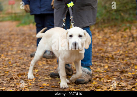 Paesaggio colpo di un cane guida puppy in formazione durante il suo cammino nel Regno Unito Country Park. Puppy walker volontari sulla formazione obbedienza in autunno. Foto Stock