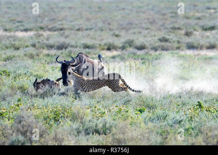 Ghepardo (Acinonyx jubatus) caccia su blue GNU (Connochaetes taurinus) di vitello, cacciati dalla madre GNU, Ngorongoro Conservation ar Foto Stock