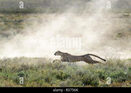 Ghepardo (Acinonyx jubatus) sulla caccia in preda a piena velocità nella nube di polvere e la retroilluminazione, Ngorongoro Conservation Area, Tanzania. Foto Stock