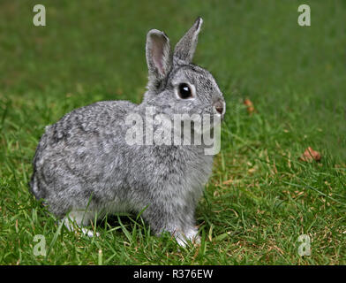 Netherland Dwarf Rabbit Doe Kit colori Chinchilla - tredici settimane Foto Stock