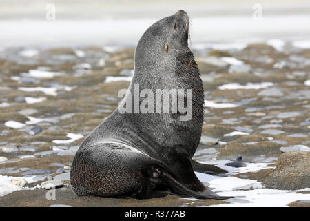 Un giovane pelliccia sigillo sulla Piana di Salisbury sulla Georgia del Sud dell'Antartico Foto Stock