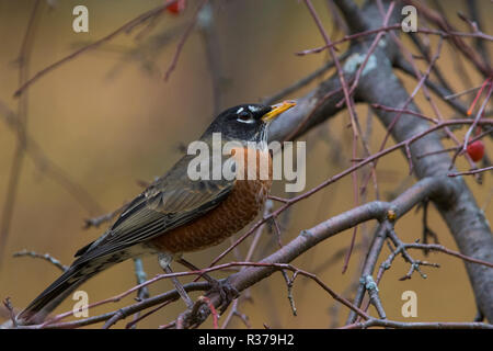 American robin in autunno Foto Stock
