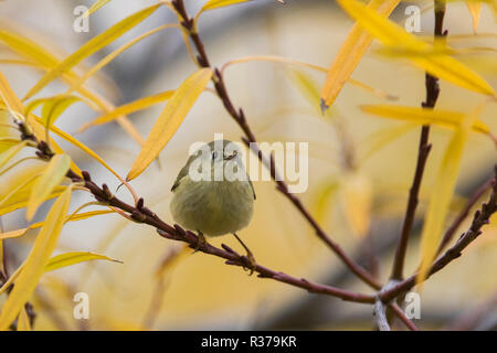 Ruby incoronato kinglet in autunno Foto Stock