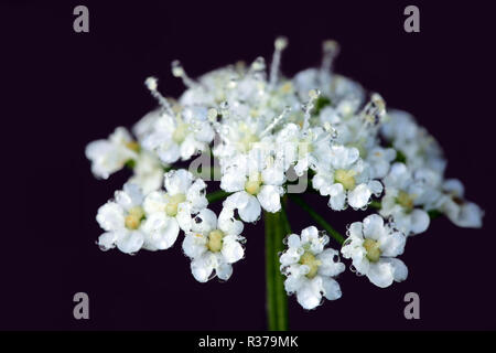 Yarrow, Achillea millefolium, tradizionale pianta medicinale Foto Stock