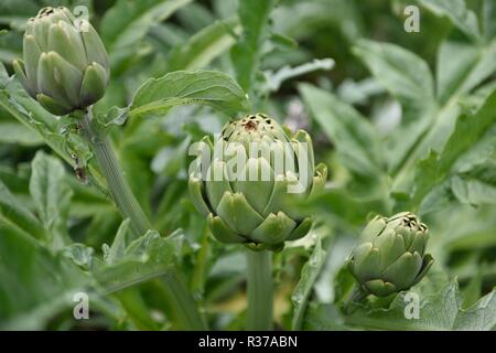 Pianta di carciofo del globo, Cynara scolymus, bocciolo di fiore isolato con uno sfondo sfocato a Bogotà, Colombia Foto Stock